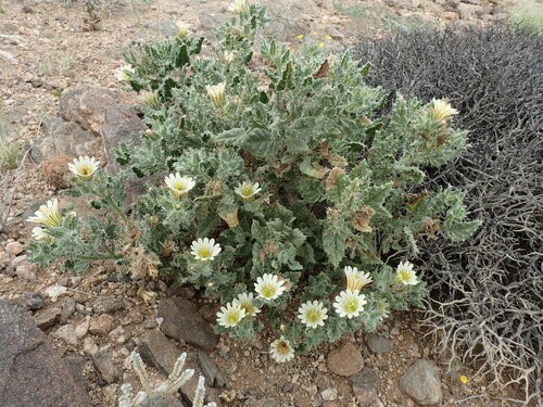 Codon royenii (Codon royenii)