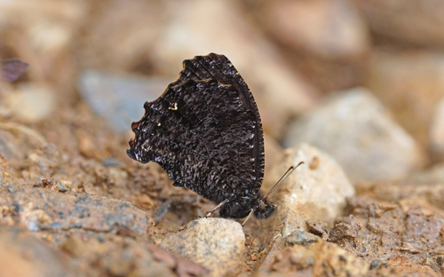 Modesta