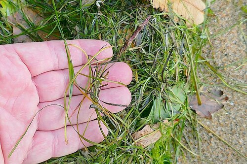 dwarf eelgrass