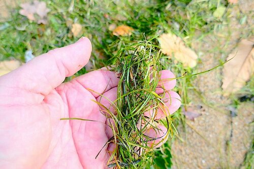 Image of Zostera noltii by no rights reserved