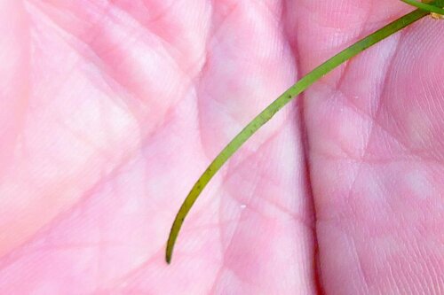 Image of Zostera noltii by no rights reserved