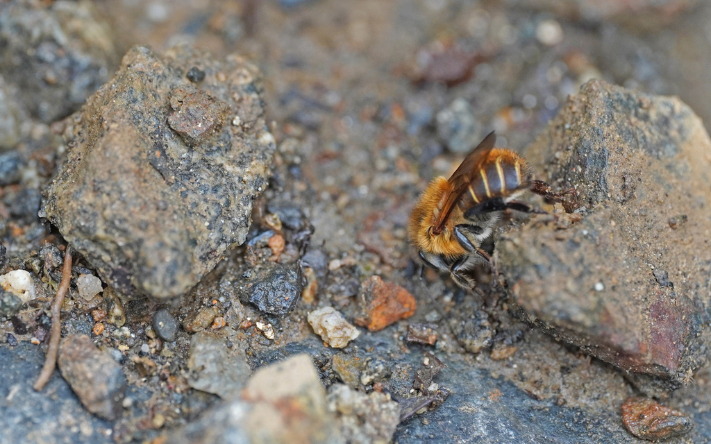 Melipona rufescens