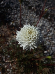 Chaenactis fremontii