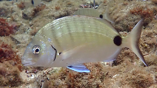 White Sea Bream, photo 5 of 7