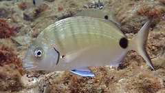 White Seabream photo 2