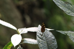 Melinaea lilis imitata