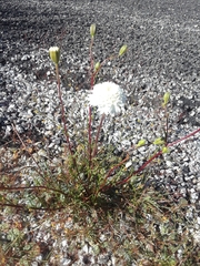 Chaenactis fremontii