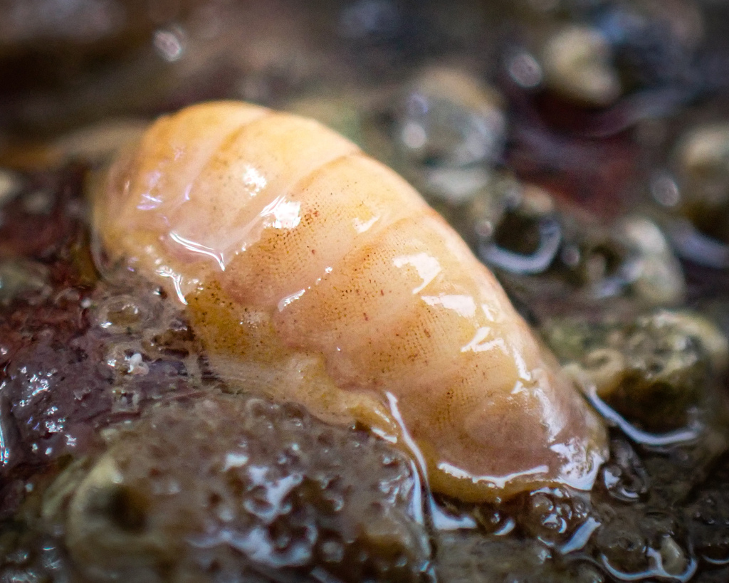 Arctic cancellate chiton