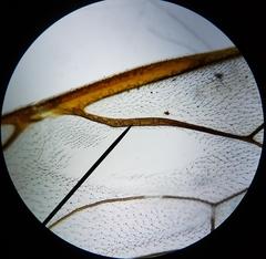 Enicospilus glabratus