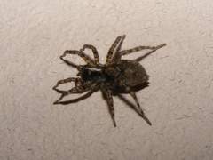 Allocosa subparva