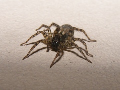 Allocosa subparva
