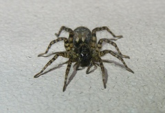 Allocosa subparva