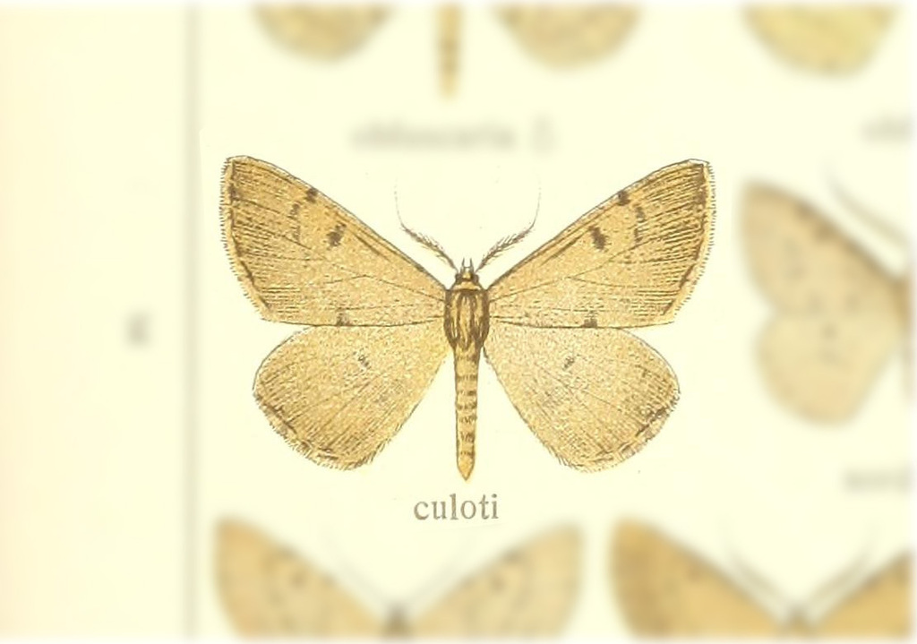Ctenognophos culoti