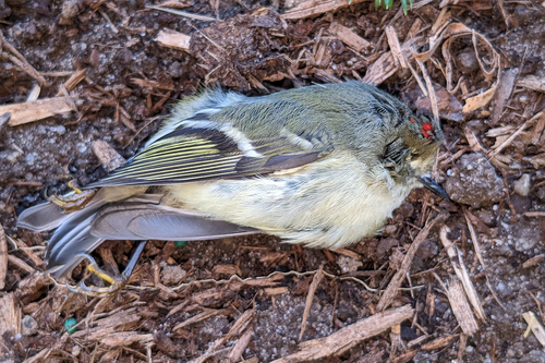 Ruby-crowned Kinglet photographed in Connecticut