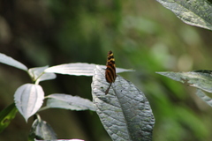 Melinaea lilis imitata