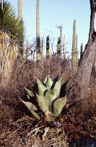Agave potatorum