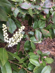 Pieris floribunda