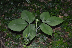 Arisaema triphyllum
