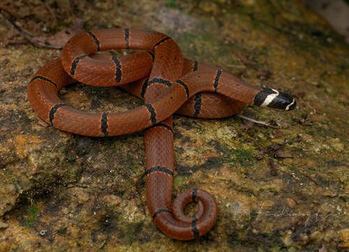 Photo of a Kellog's Coral Snake (Sinomicrurus kelloggi)