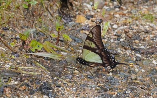 Photo of Serville Swordtail (Eurytides serville)
