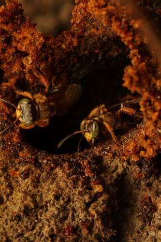 Clavate-legged Stingless Bee photo 6