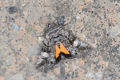 Copanarta aurea