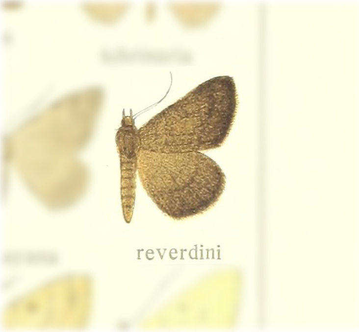 Gnophos reverdini
