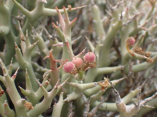 Image of Euphorbia lignosa by (c) Mahomed Desai, some rights reserved (CC BY)