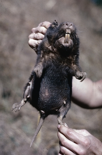 Giant Pocket Gopher