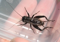 Gryllus vocalis