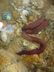 Eunicidae