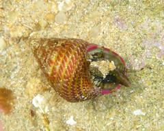 Prothalotia pulcherrima