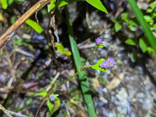 Nepal Persicaria