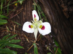 Calochortus eurycarpus