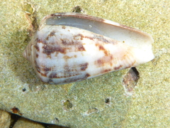 Conus anemone