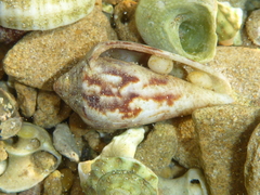 Conus anemone