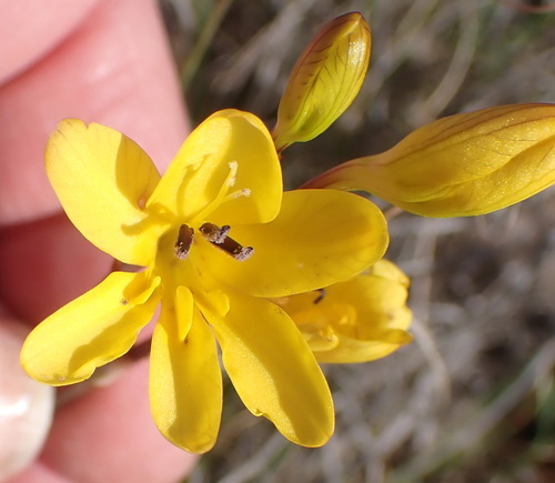 Image of Tritonia chrysantha by (c) Nicola van Berkel, some rights reserved (CC BY-SA)