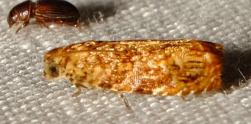 Eucosmomorpha nearctica