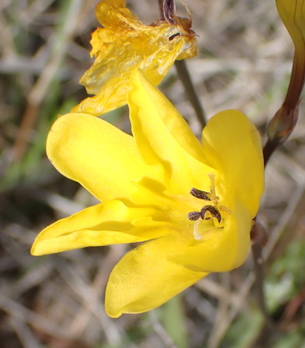Gold Triton (Tritonia chrysantha)