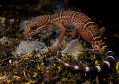Nanling Leopard Gecko photo 2