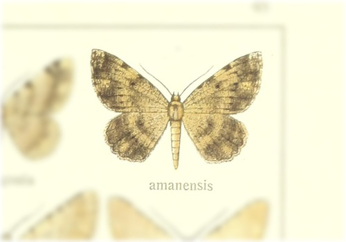 Gnophos amanensis