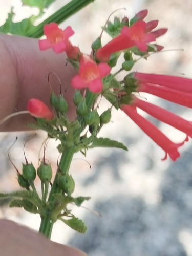 Image of Russelia retrorsa by no rights reserved