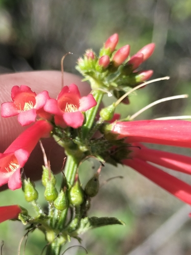 Image of Russelia retrorsa by no rights reserved