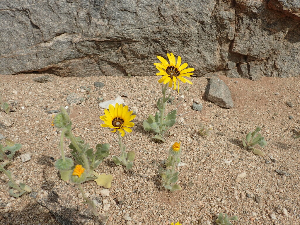 Arctotis namibiensis