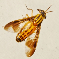 Chrysops vittatus