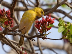 Lesser Masked Weaver photo 5