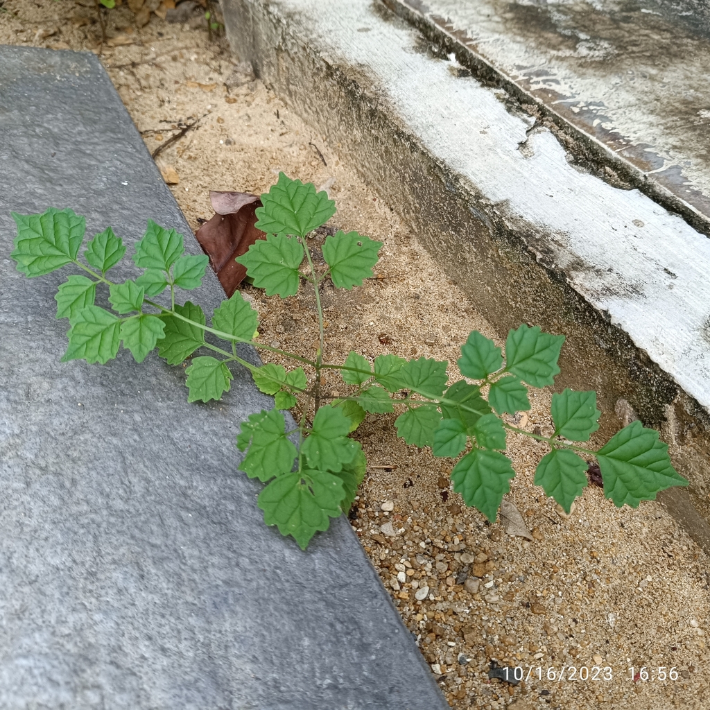 Indian Cork Tree in October 2023 by Sutthikhun Phaengphongsai · iNaturalist