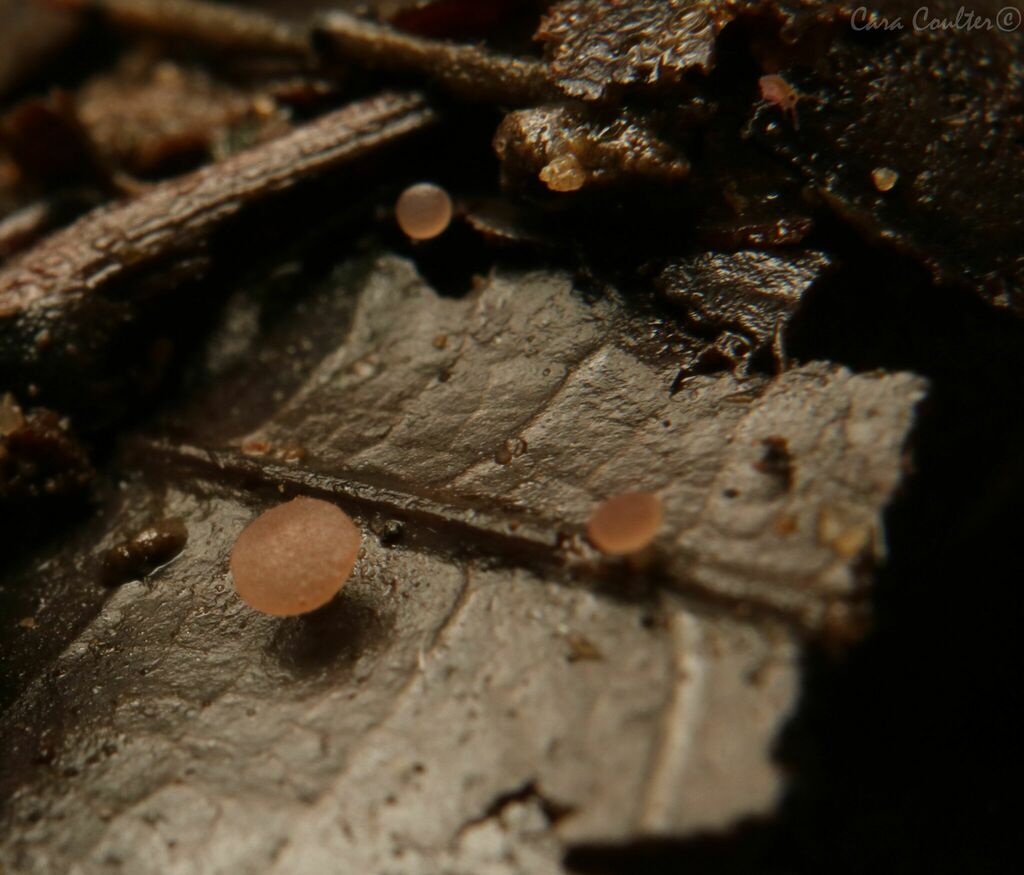 Hymenoscyphus sp. 'OH01'