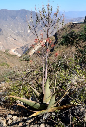 Aloe praetermissa