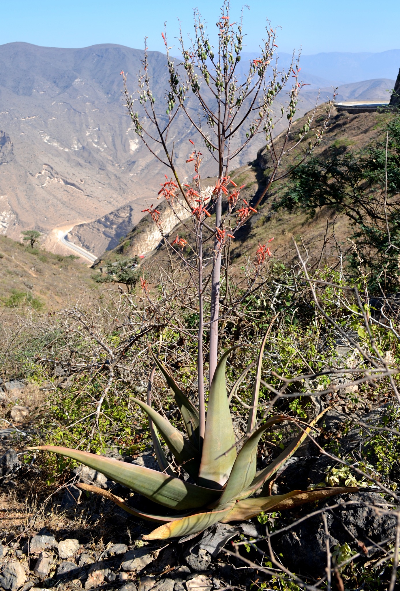 Aloe praetermissa